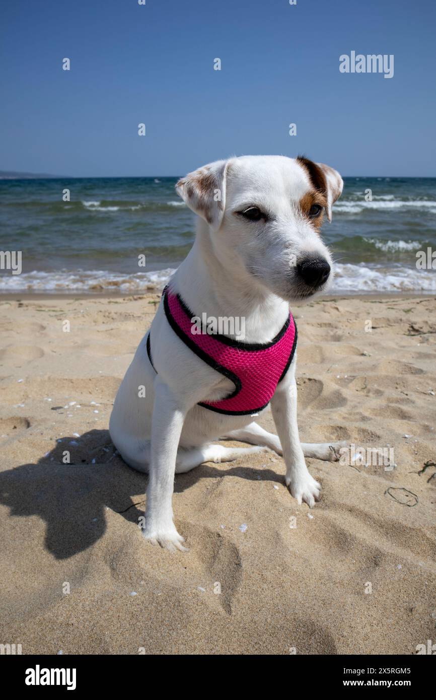 Dog wearing harness hi-res stock photography and images - Alamy