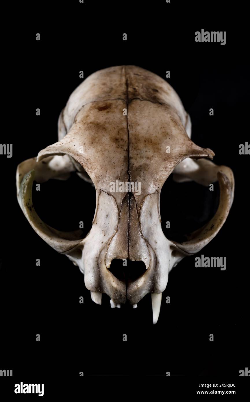 Cat skull one fang canine horrific view partial focus mood on the black background Stock Photo
