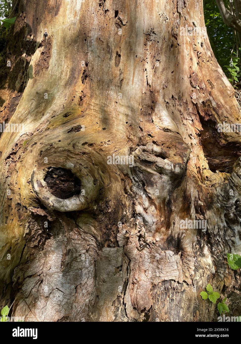 Old and dead tree stump on ground Stock Photo
