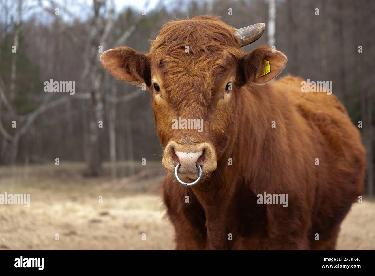 Brown Cow Standing in Field With Trees Stock Photo - Alamy