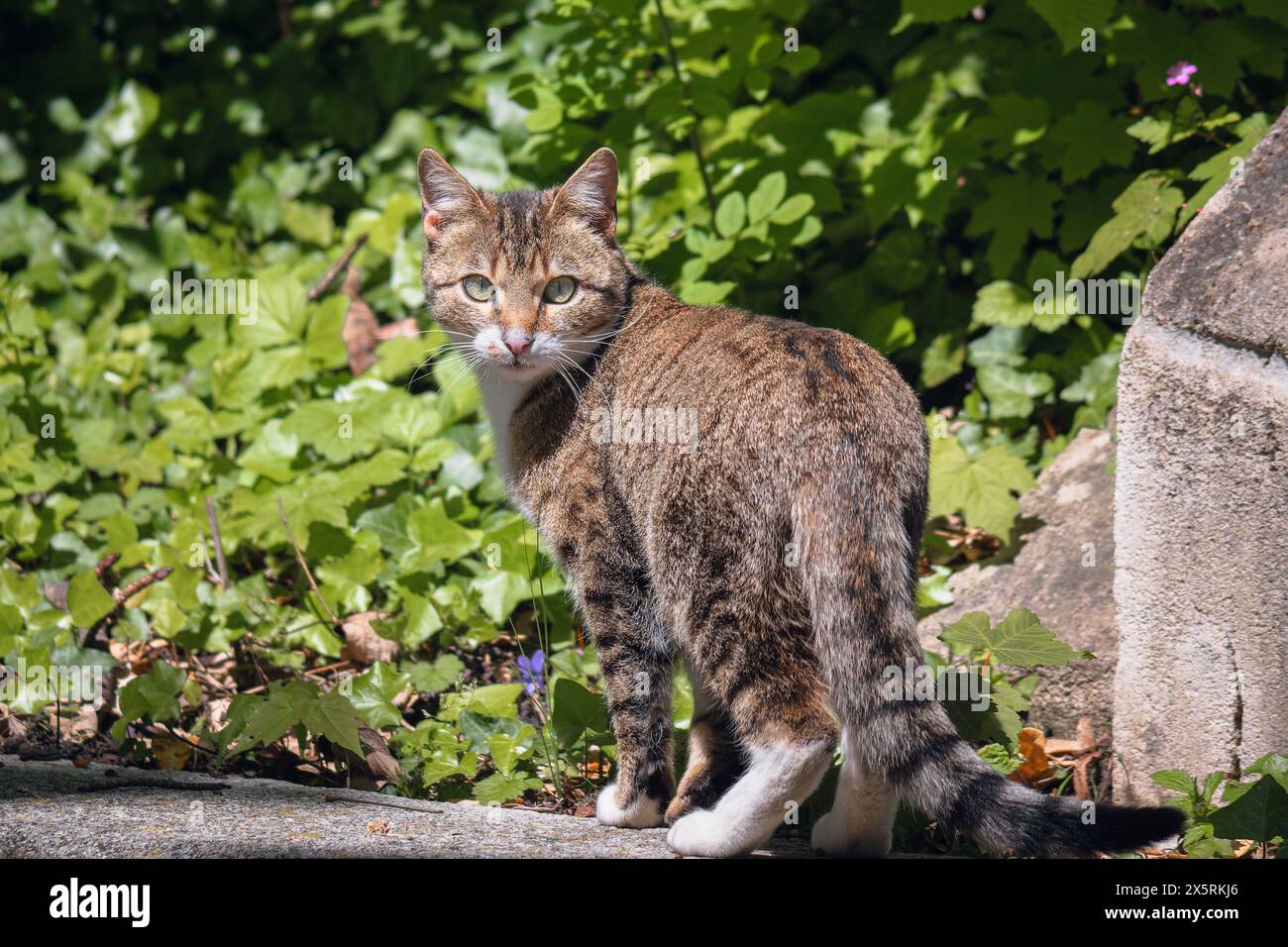 White feral cat hi-res stock photography and images - Alamy