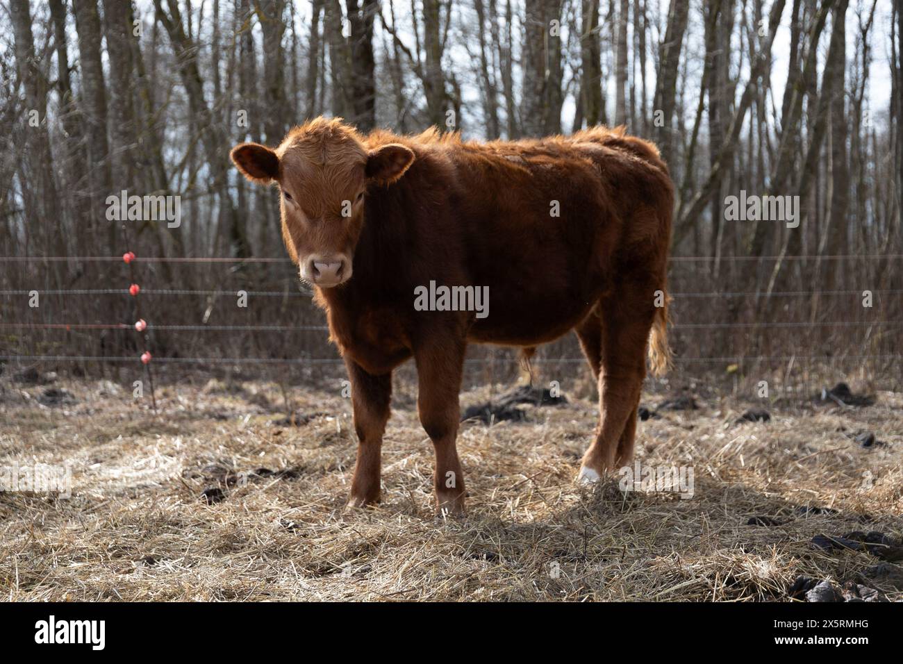 Brown Cow Standing on Top of Dry Grass Field Stock Photo - Alamy