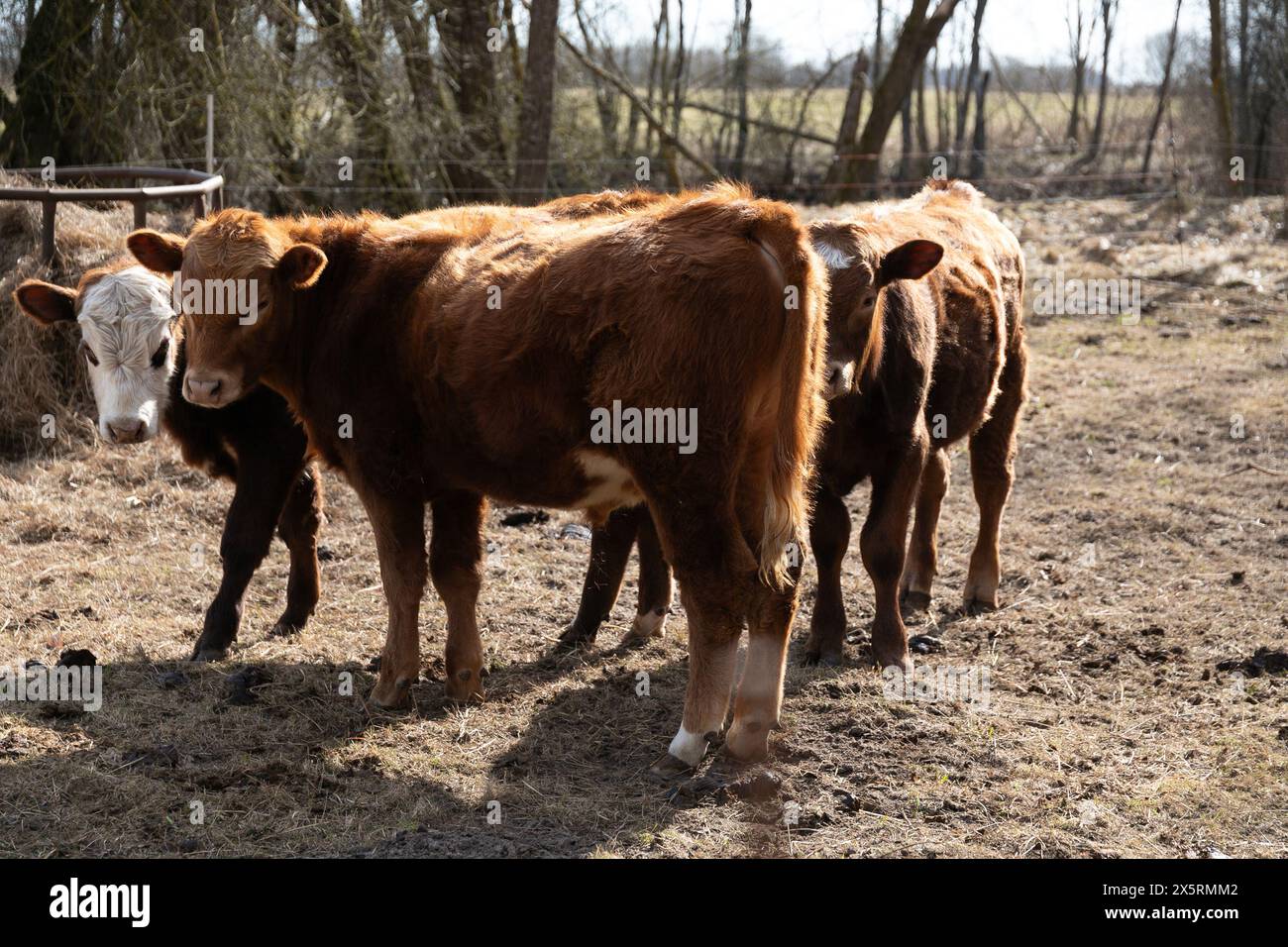 Herd cattle standing on top hi-res stock photography and images - Alamy