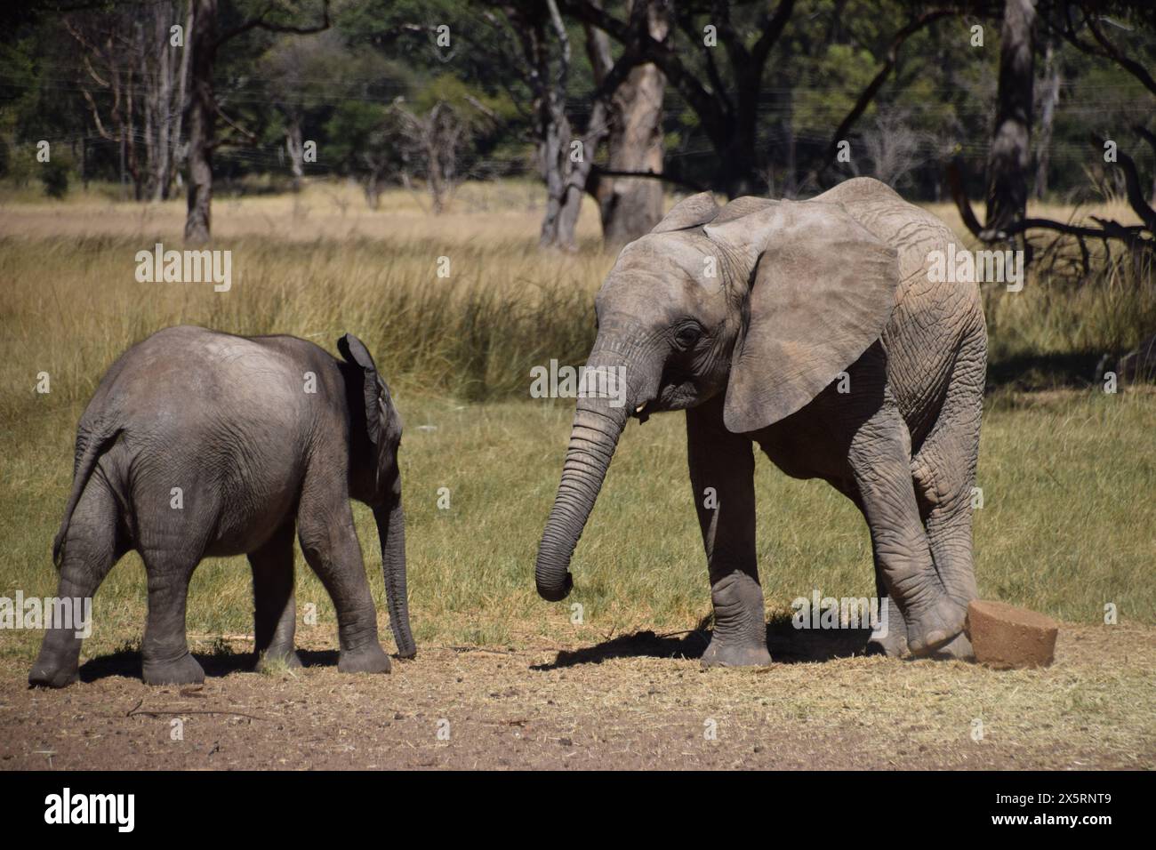 Zimbabwe. 3rd may 2024. Rescued baby elephants play at the Zimbabwe Elephant Nursery. Party of the 'Wild Is Life' wildlife sanctuary, the centre rescues and rehabilitates orphaned animals before releasing them back into the wild. Credit: Vuk Valcic / Alamy. Stock Photo