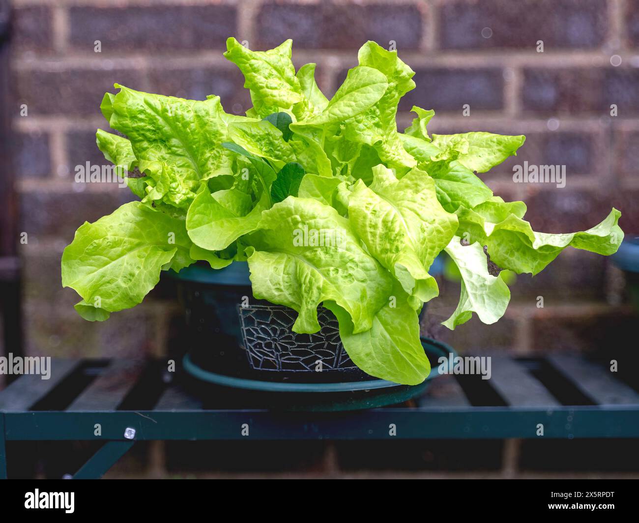 Lettuce Black Seeded Simpson growing in a plastic pot Stock Photo Alamy