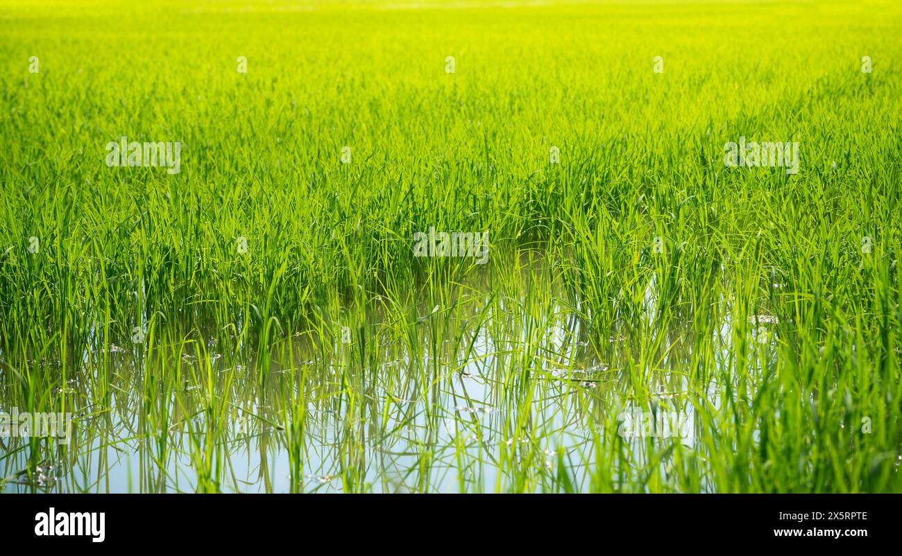 Lush green rice paddy field hi-res stock photography and images - Alamy