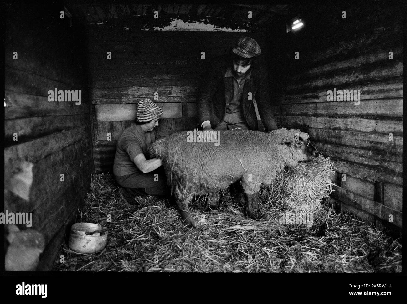 Sheep farming Toot Hill Epping Essex UK 1980 Farmers wife and son help