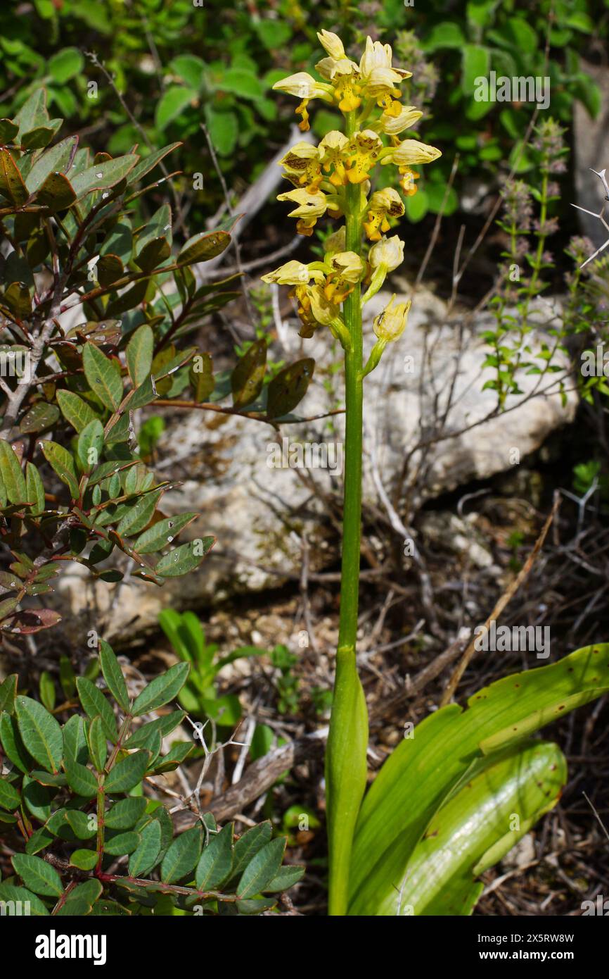 Flowering plant of the small-dotted orchid (Orchis punctulata), Cyprus Stock Photo