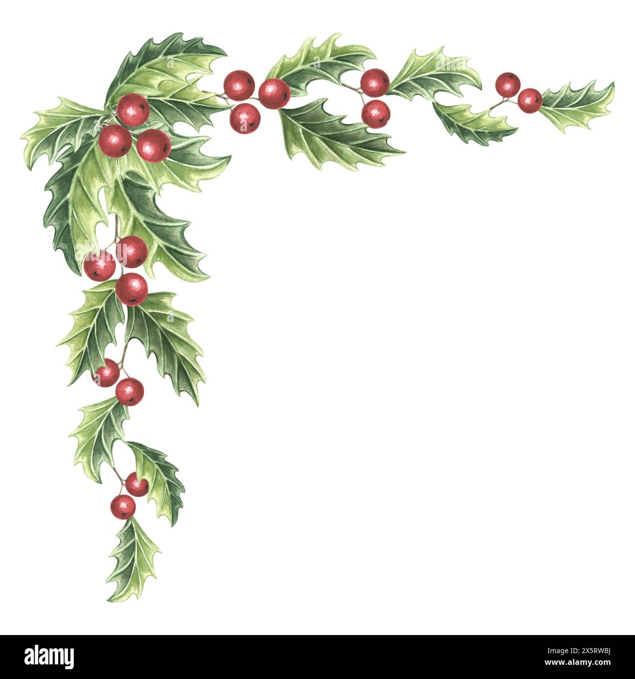 Christmas frame vintage Holly with green leaves and red berries. Hand ...