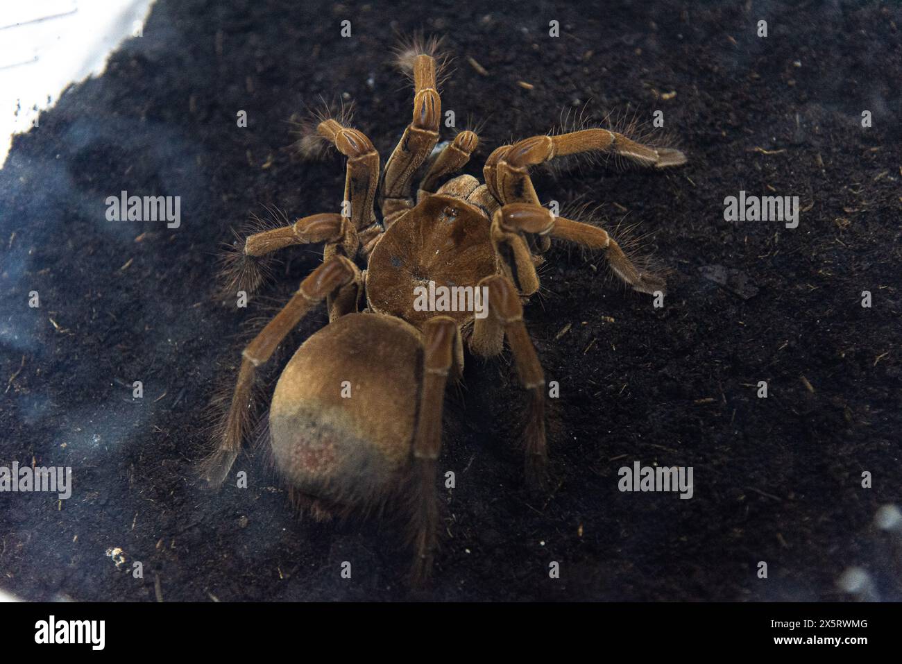 Bangkok, Thailand. 11th May, 2024. A Goliath birdeater spider seen in a plastic box during the Pet Expo Thailand 2024 at Queen Sirikit National Convention Center in Bangkok. (Photo by Peerapon Boonyakiat/SOPA Images/Sipa USA) Credit: Sipa USA/Alamy Live News Stock Photo