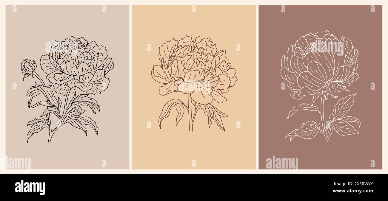 Set of botanical line art drawings of Peony Stock Vector Image & Art ...