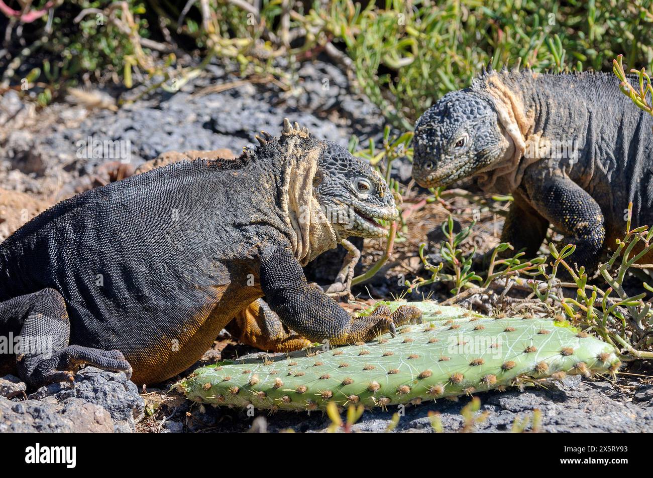 Galapagos land iguanas hi-res stock photography and images - Alamy