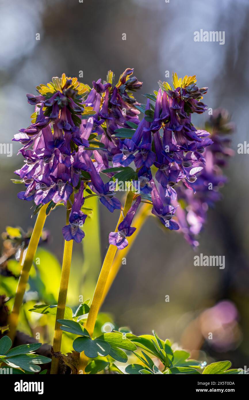 Bird-in-a-bush flowering Stock Photo