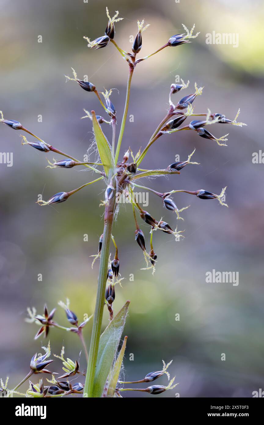 Hairy wood-rush flowering Stock Photo