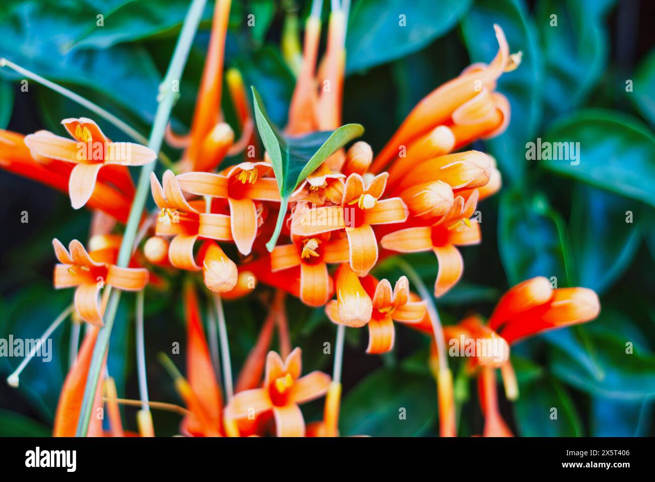 Flame Vine or Pyrostegia Venusta, wall ivy new blooming buds and orange colored trumpet flowers Stock Photo