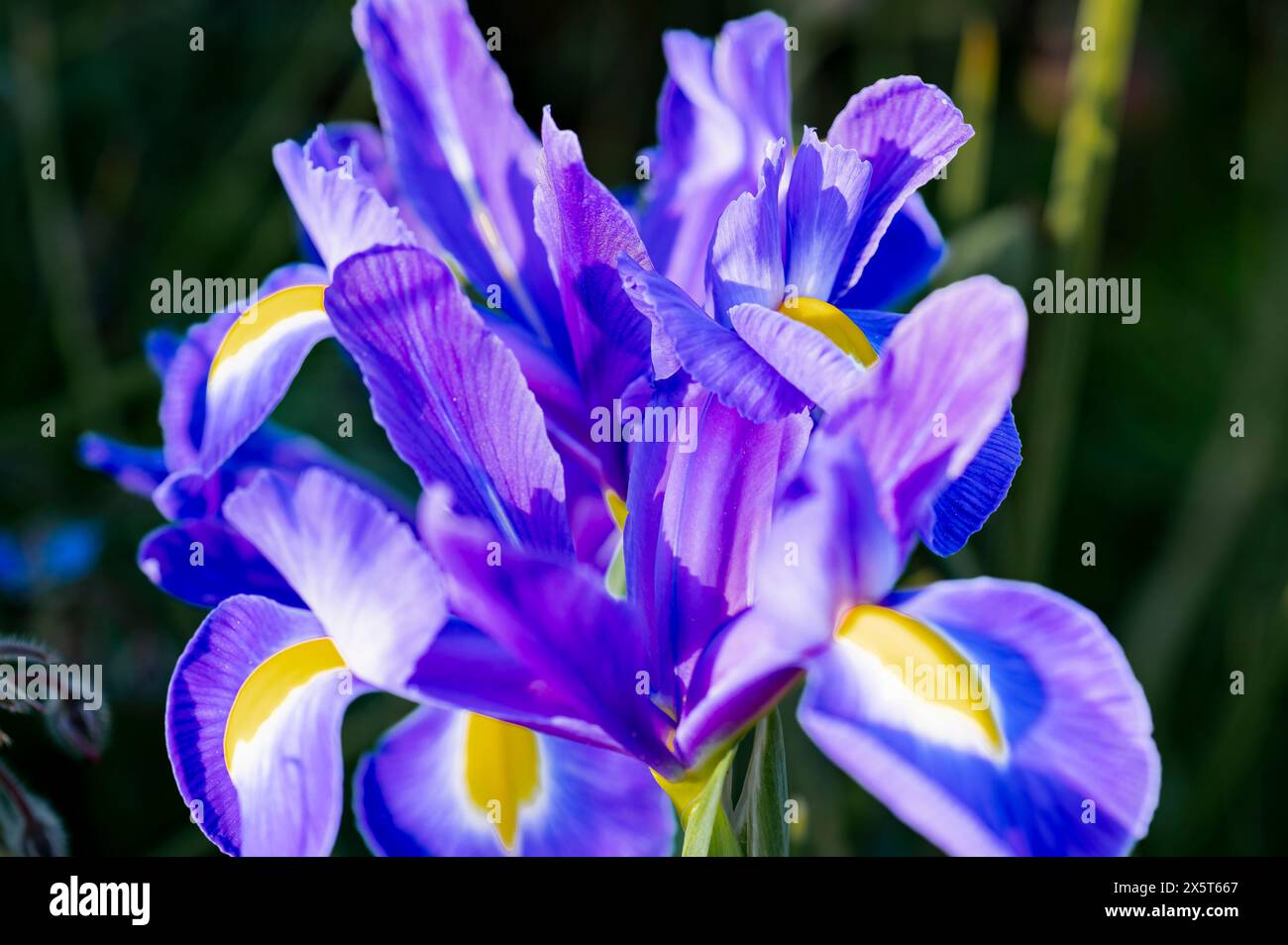 Close-up of a blue iris flower in a garden. Iris is a genus of perennial plants with rhizomes or bulbs in the Iridaceae family. Stock Photo