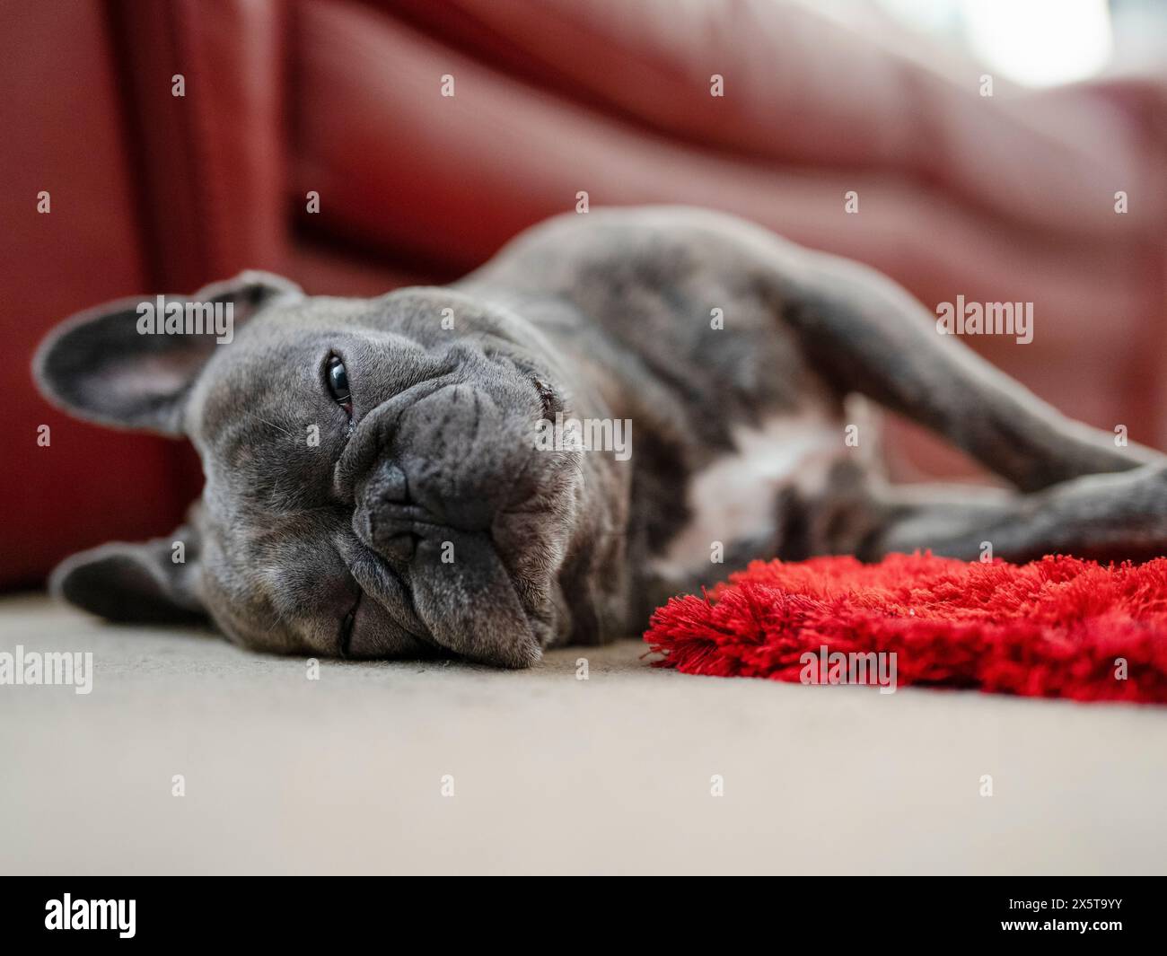 French Bulldog sleeping on floor Stock Photo - Alamy