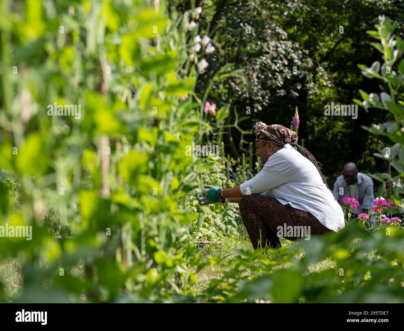 Mature woman gardening in allotment Stock Photo - Alamy