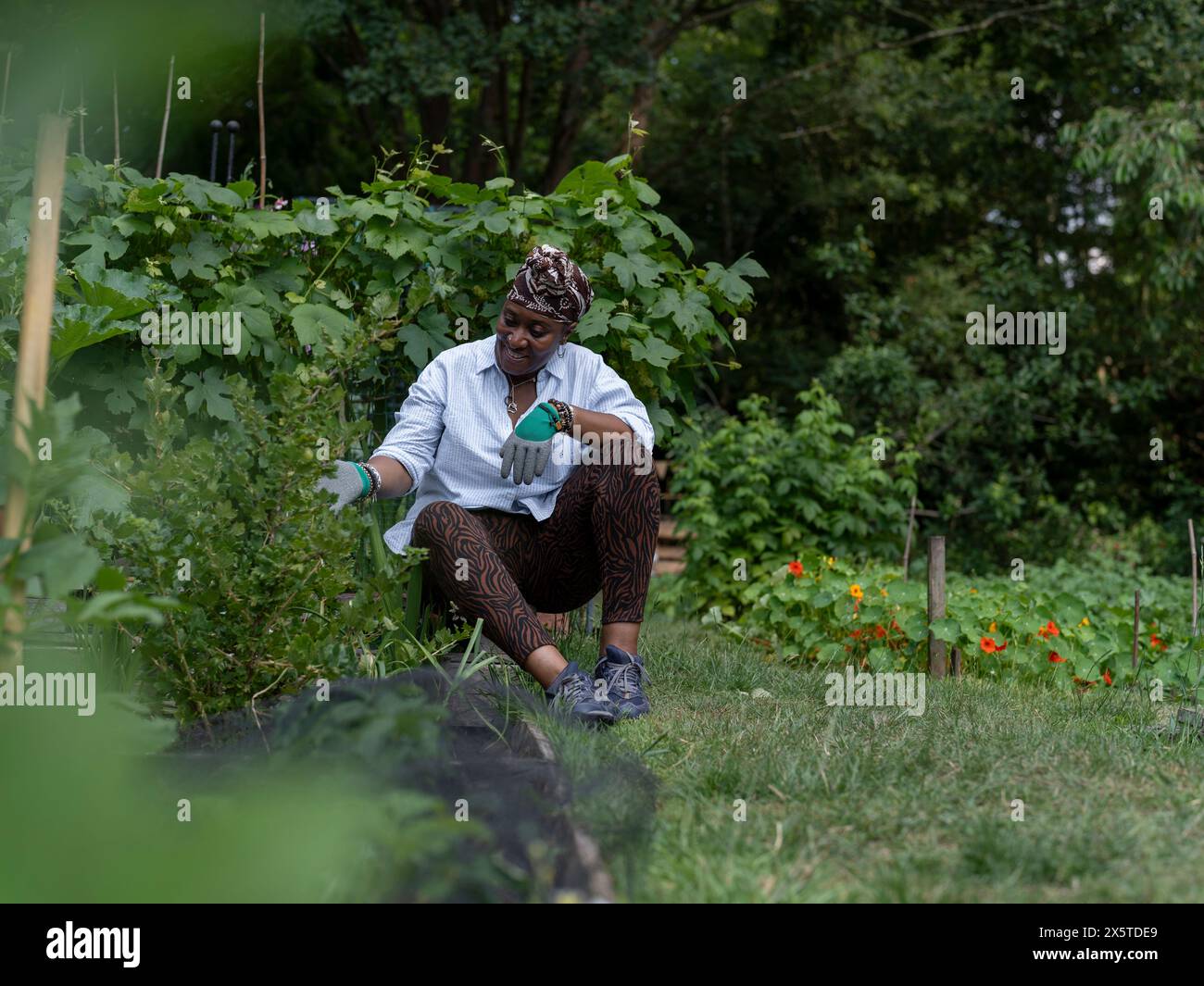 Mature woman gardening in allotment Stock Photo - Alamy