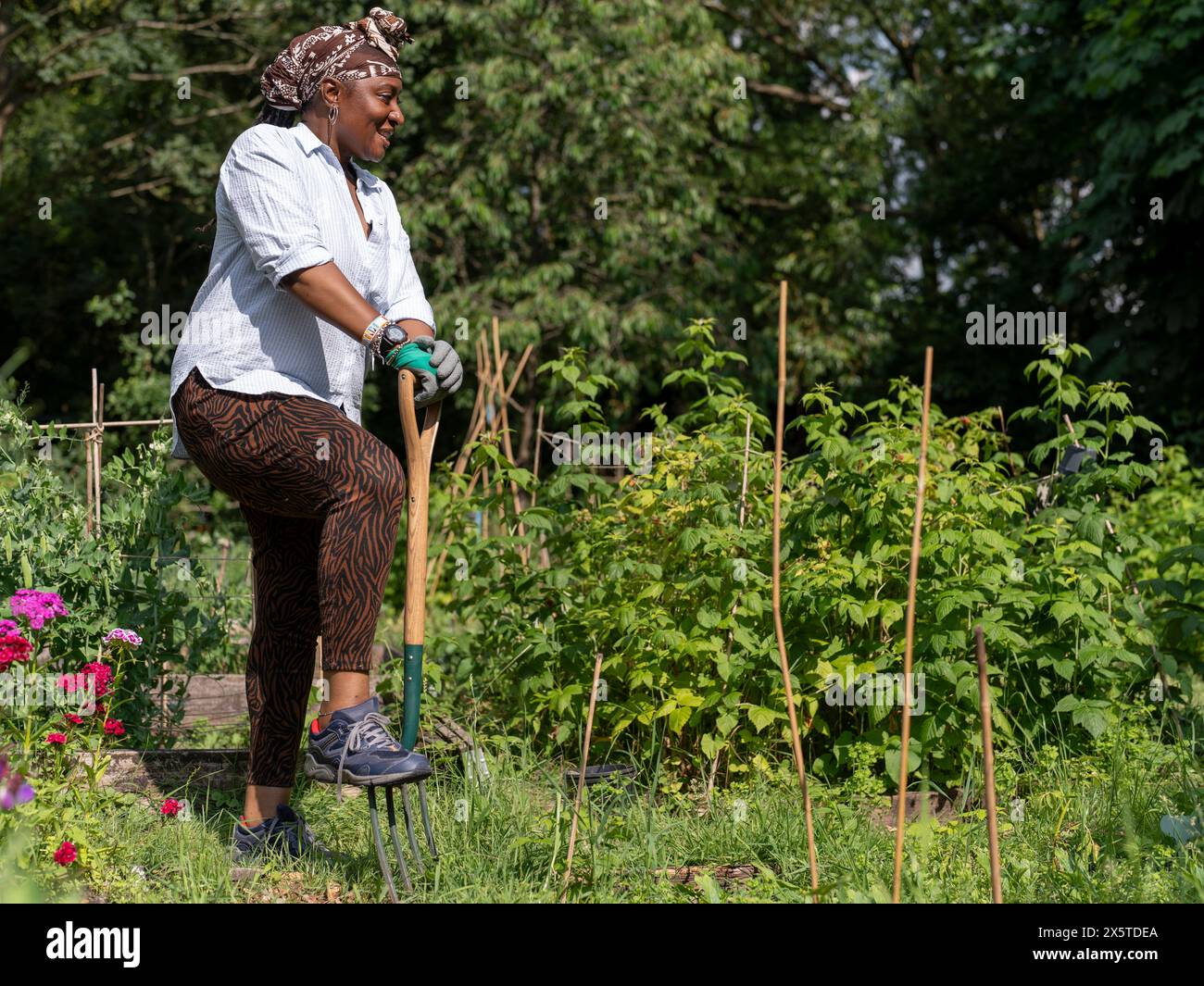 Mature woman gardening in allotment Stock Photo - Alamy