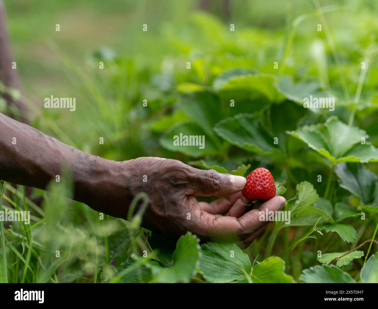Man picking strawberries in garden Stock Photo