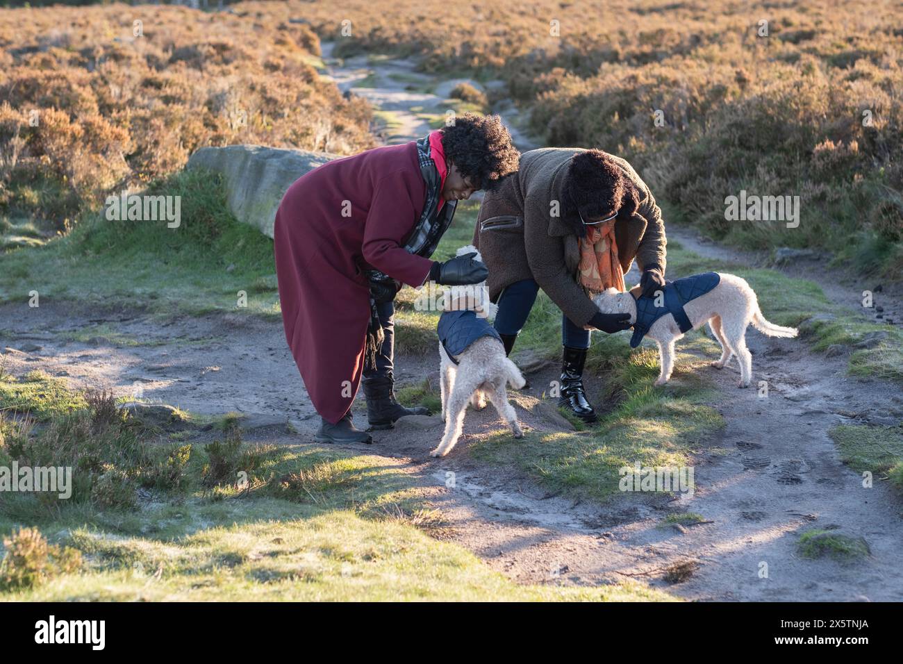 Two dogs together hi-res stock photography and images - Alamy