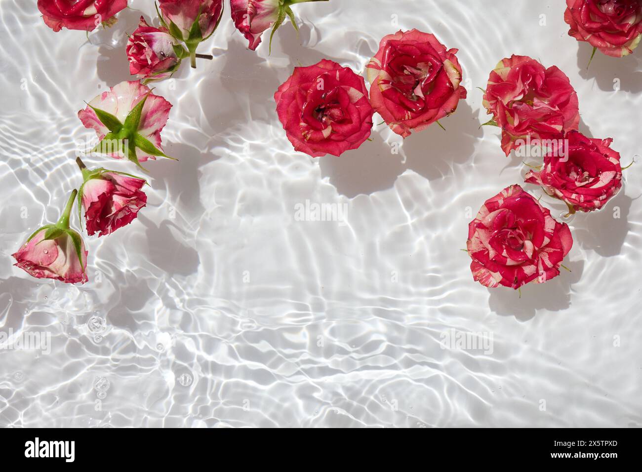 Spa, cosmetic background. Floating Pink Roses in Sparkling Water ...
