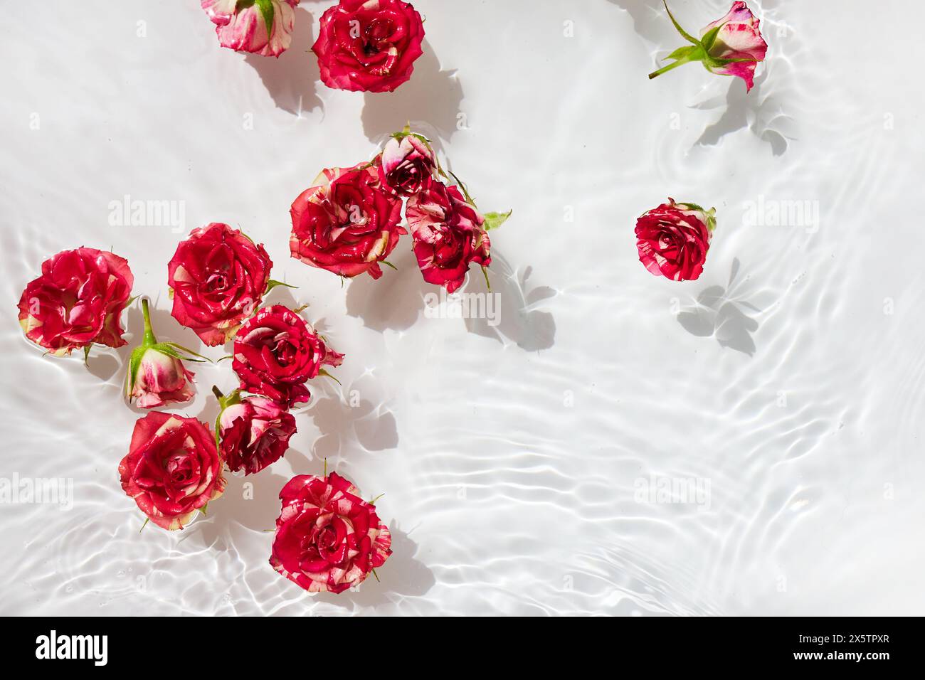 Spa, cosmetic background. Floating Pink Roses in Sparkling Water. Roses ...