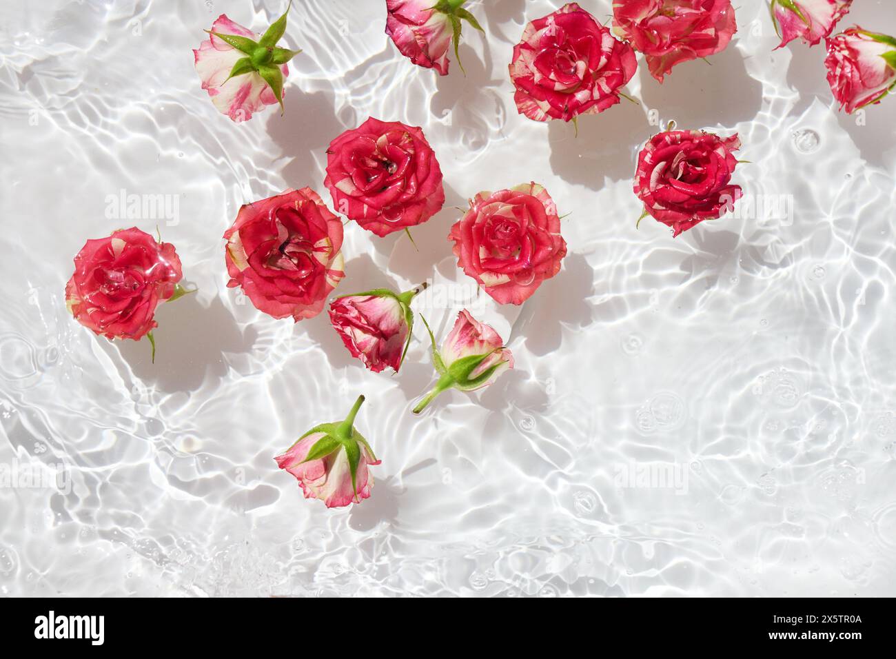 Spa, cosmetic background. Floating Pink Roses in Sparkling ...