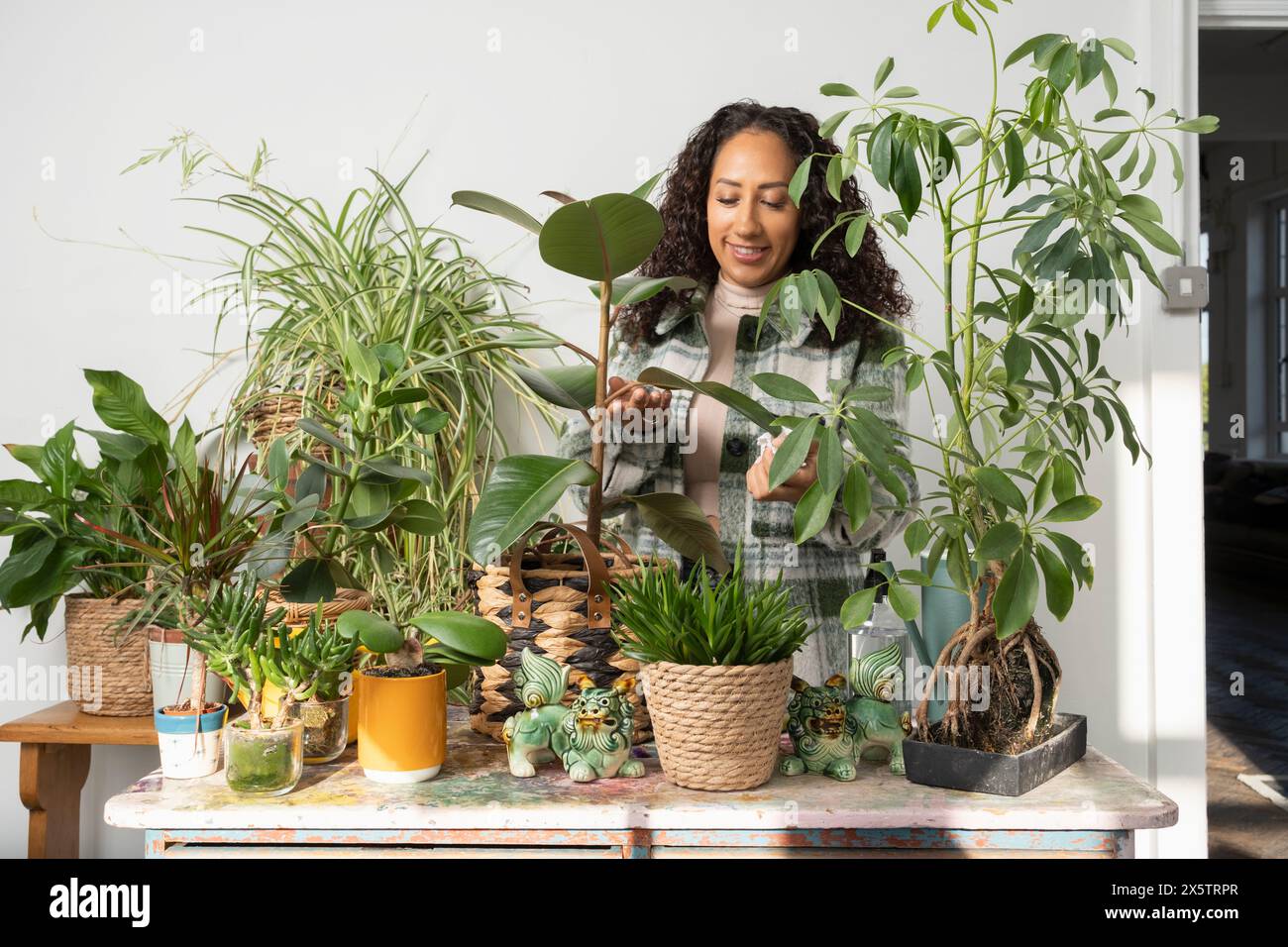 Studio portrait of smiling woman cleaning potted plant leaf Stock Photo ...