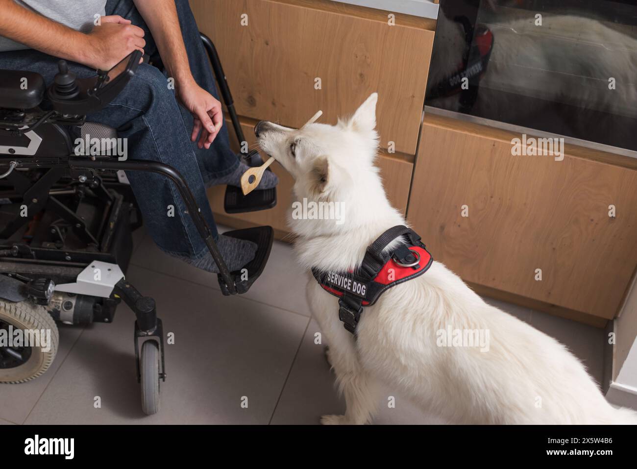 Assistance dog household hi-res stock photography and images - Alamy