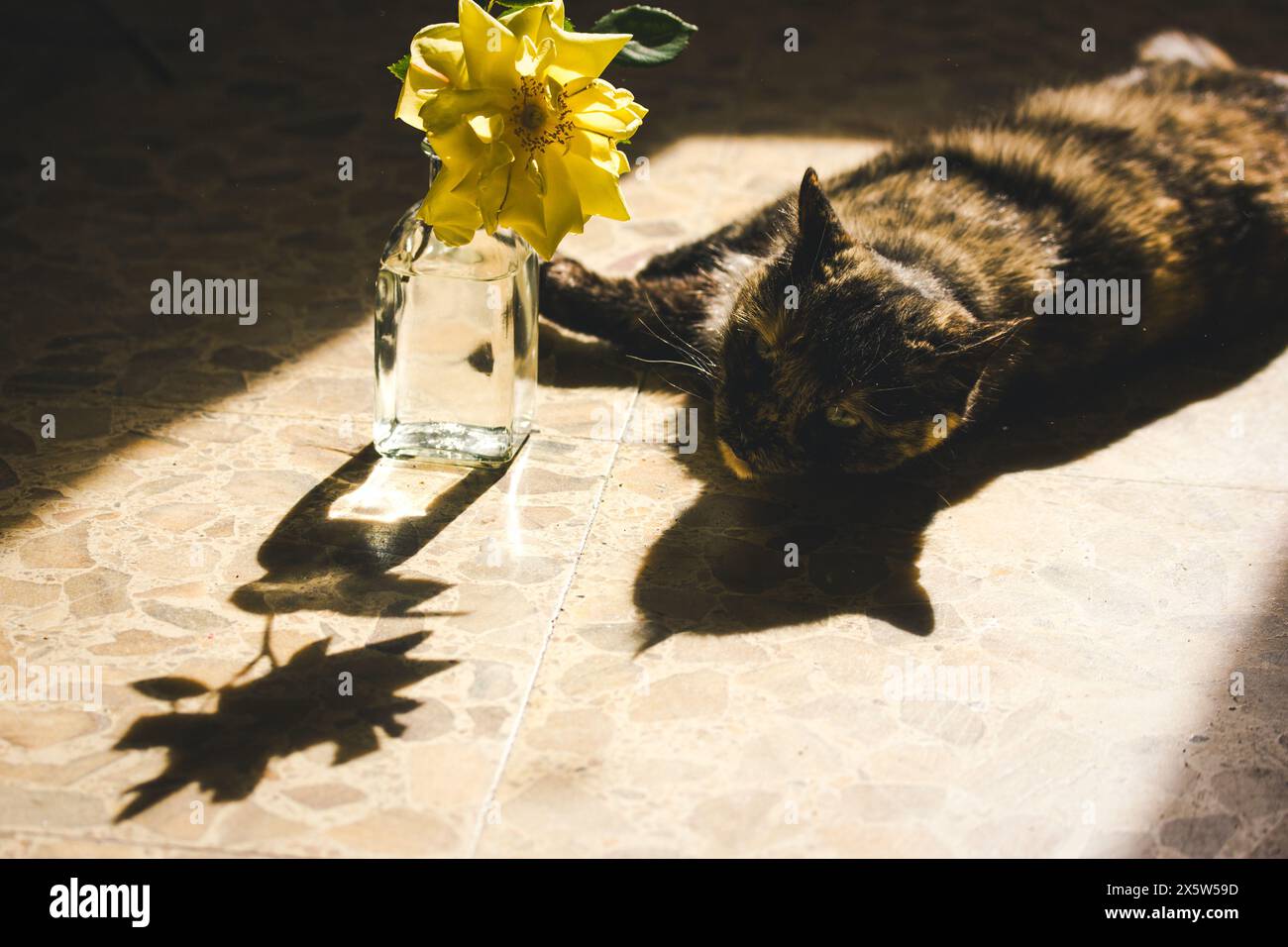 Cat sniffing at rose hi-res stock photography and images - Alamy