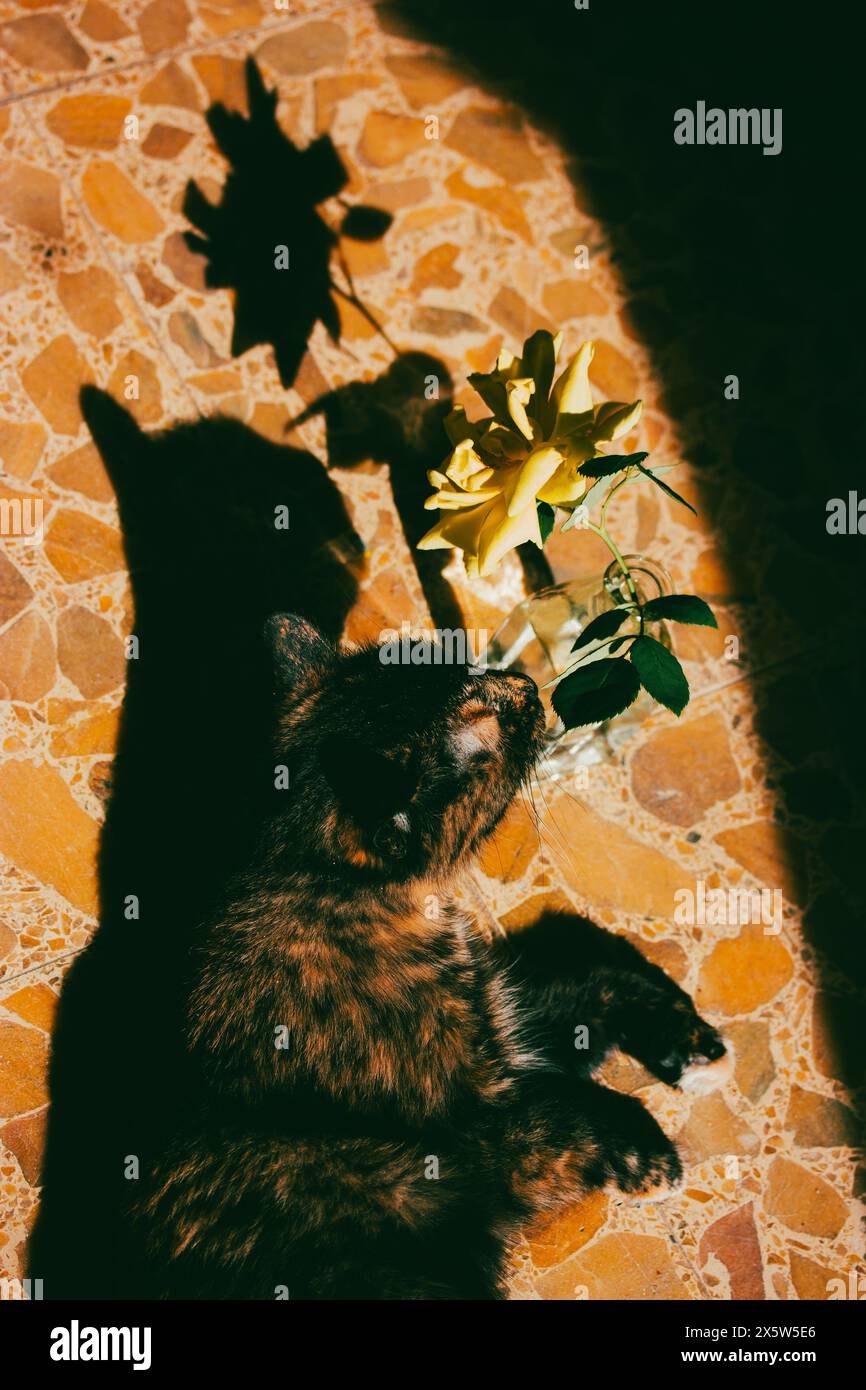 Cat sniffing at rose hi-res stock photography and images - Alamy
