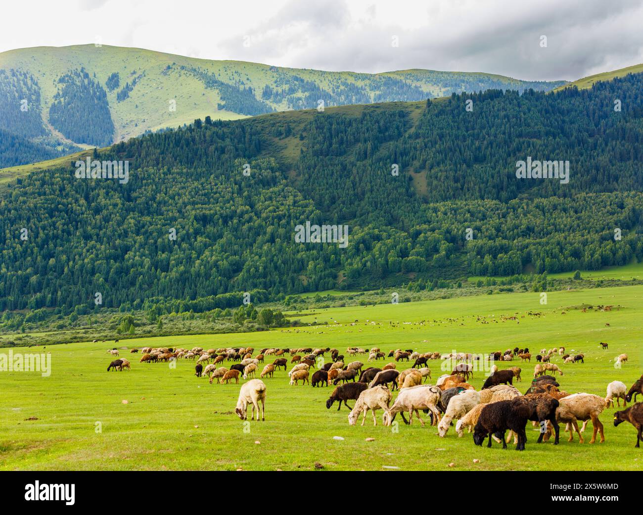 A flock of sheep grazes in a grassland gorge with mountains in the ...