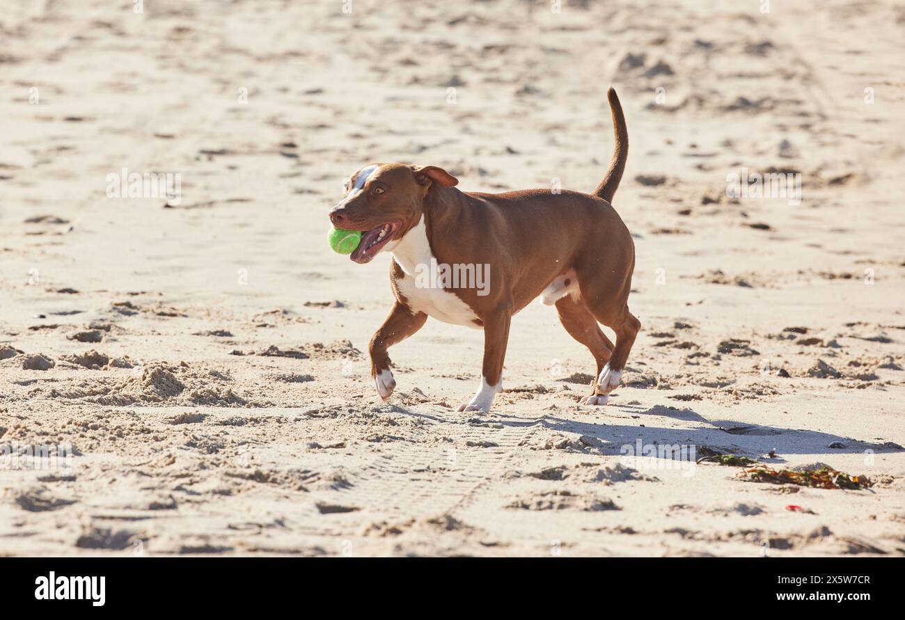 Beach, sand and dog running with ball for fun exercise, healthy energy or happy animal in nature. Ocean, games and playful pitbull with outdoor Stock Photo