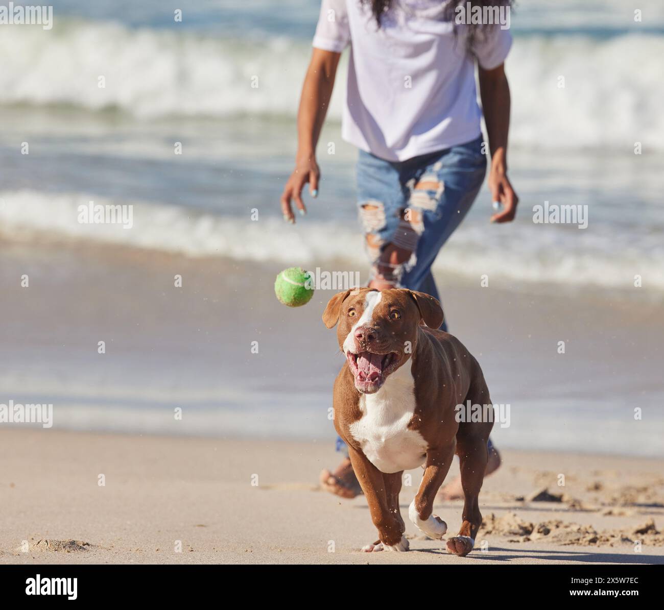 Beach, person and dog running with ball for fun exercise, healthy energy or happy animal in nature. Ocean, games and playful pitbull with outdoor Stock Photo