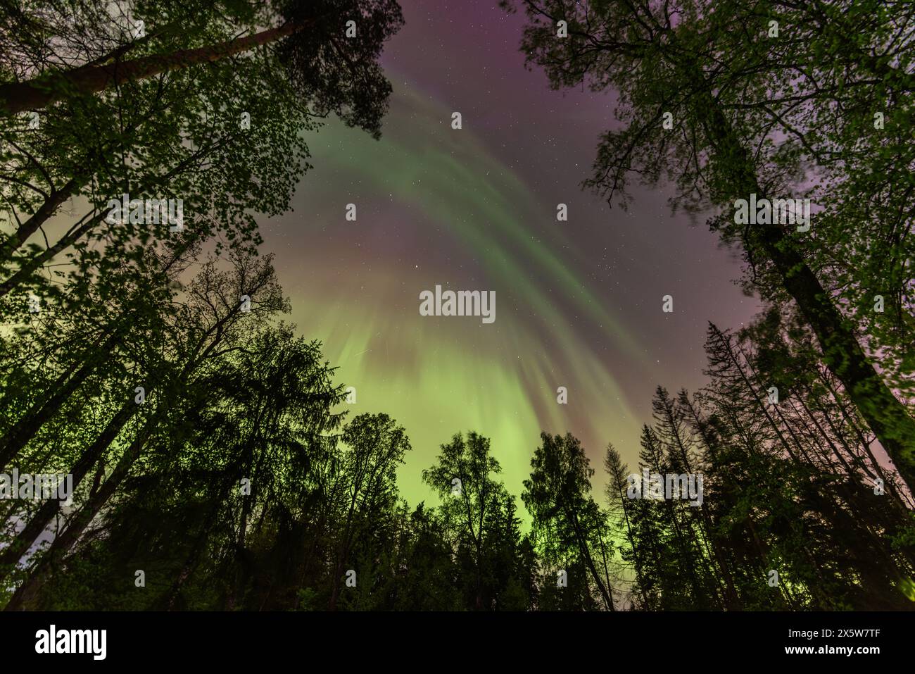 Aurora Borealis northen lights over the trees in Latvia at May Stock ...