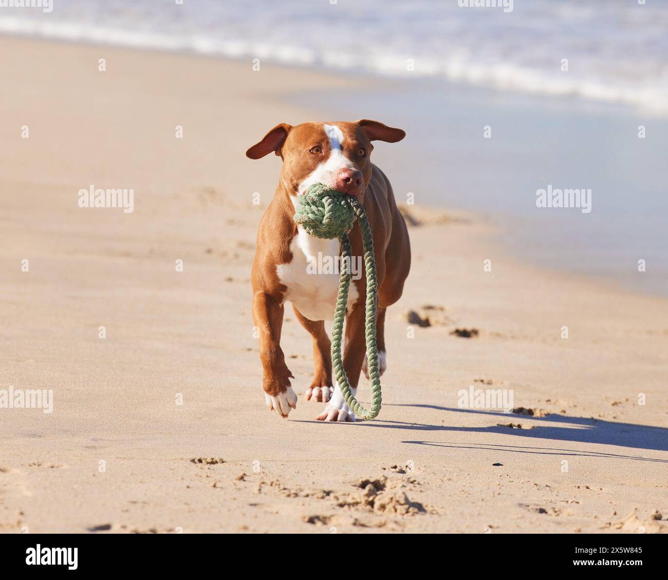 Ocean, fun and dog running with ball for exercise, healthy energy or excited animal playing in nature. Beach, games and pitbull with outdoor pet Stock Photo