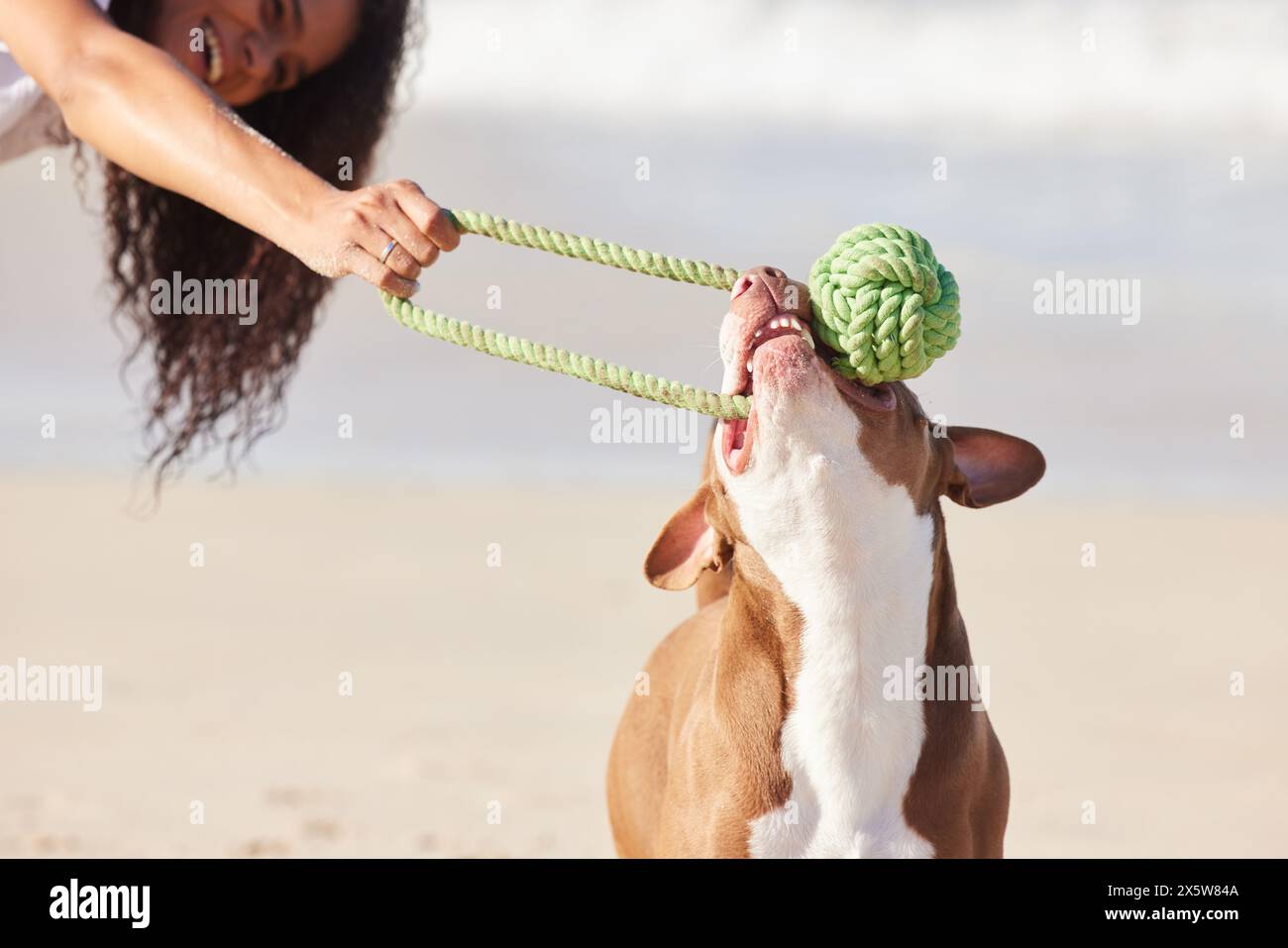 Beach, woman and dog with toy for game, fun exercise and healthy energy for happy animal in nature. Ocean, bite and playful pitbull with outdoor Stock Photo