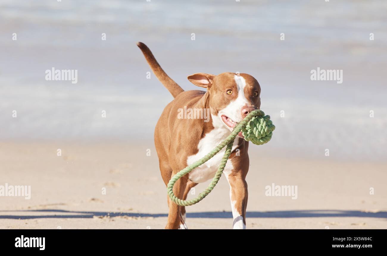 Ocean, sand and dog running with toys for fun exercise, healthy energy or happy animal in nature. Beach, games and playful pitbull with outdoor Stock Photo