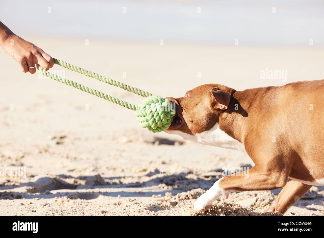 Ocean, person and dog with toy for game, fun exercise and healthy energy for happy animal in nature. Beach, bite and playful pitbull with outdoor Stock Photo