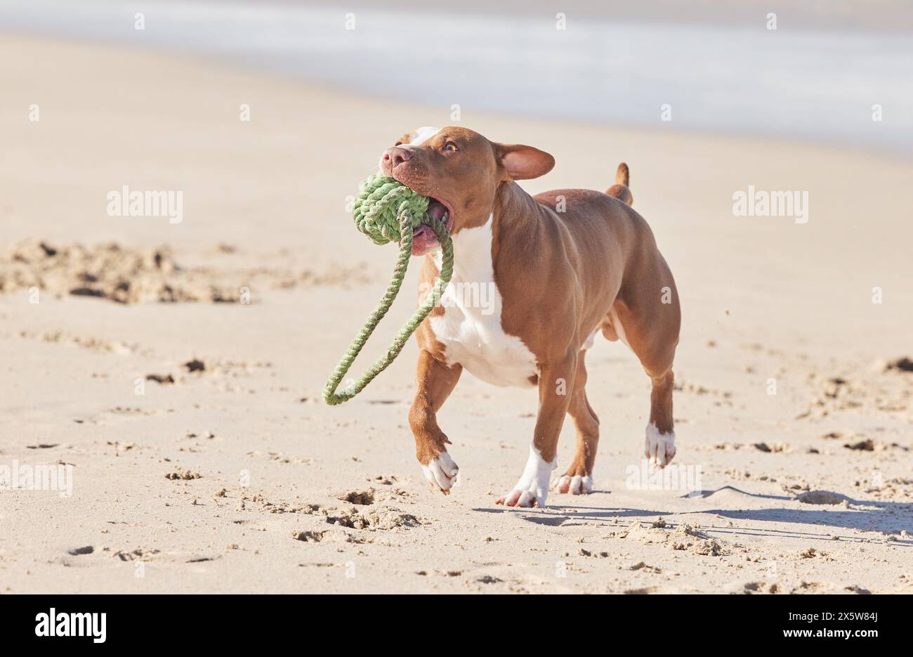 Ocean, sand and happy dog running with toys for fun exercise, healthy energy or animal in nature. Beach, games and playful pitbull with outdoor Stock Photo