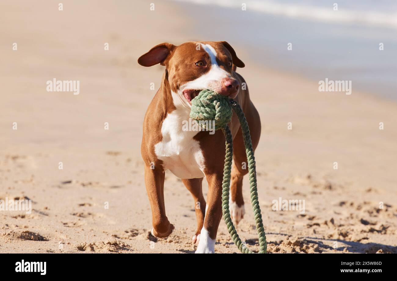 Beach, fun and dog playing with ball for exercise, healthy energy or animal running in nature. Ocean, games and playful pitbull with outdoor pet Stock Photo