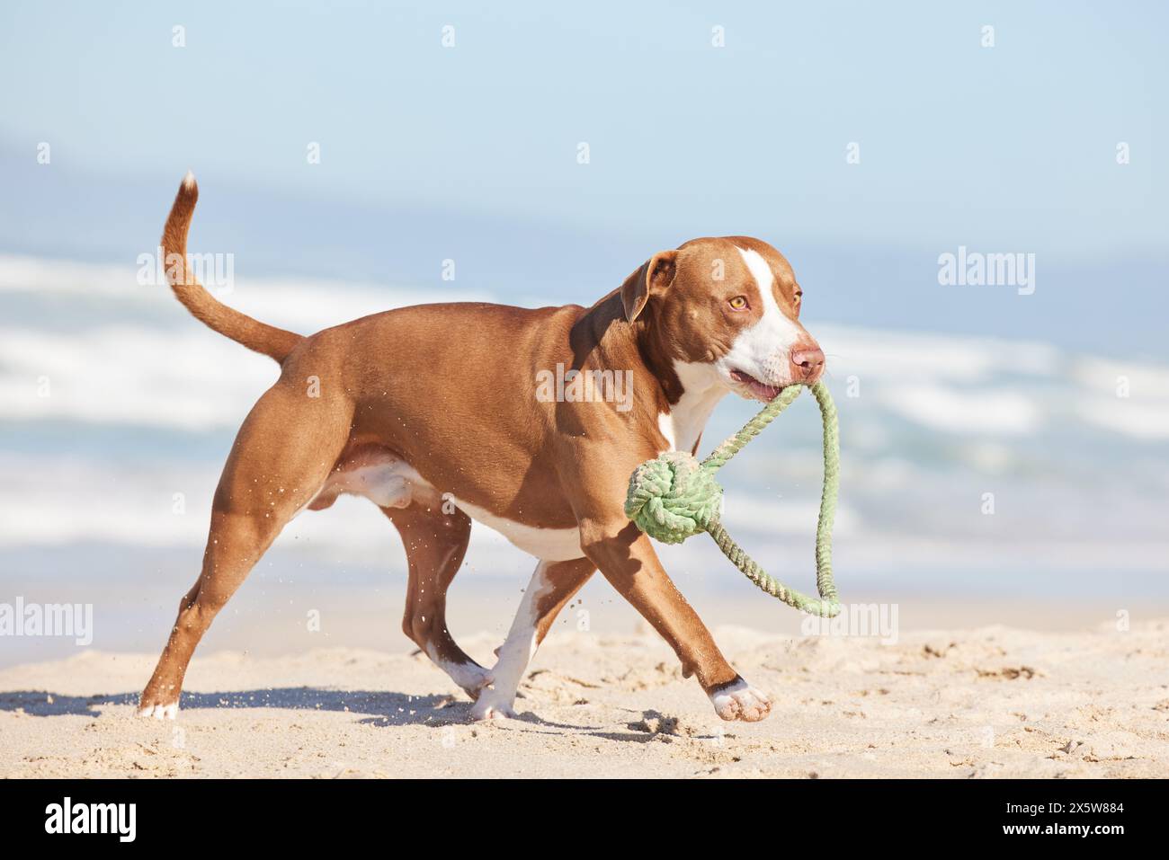 Beach, nature and dog running with ball for fun exercise, healthy energy or happy animal playing in sand. Ocean, games and pitbull with outdoor pet Stock Photo