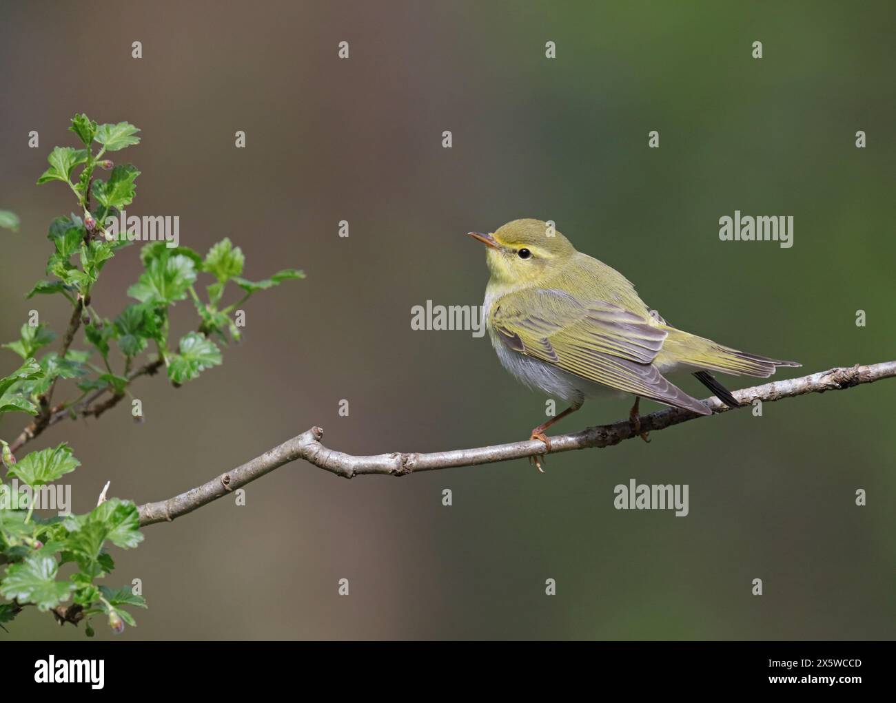 Wood warbler sitting on twig, green background Stock Photo