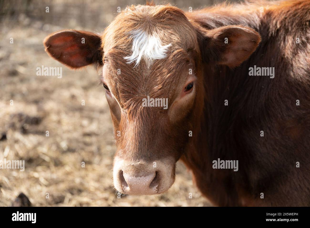 Brown Cow Standing on Dry Grass Field Stock Photo - Alamy