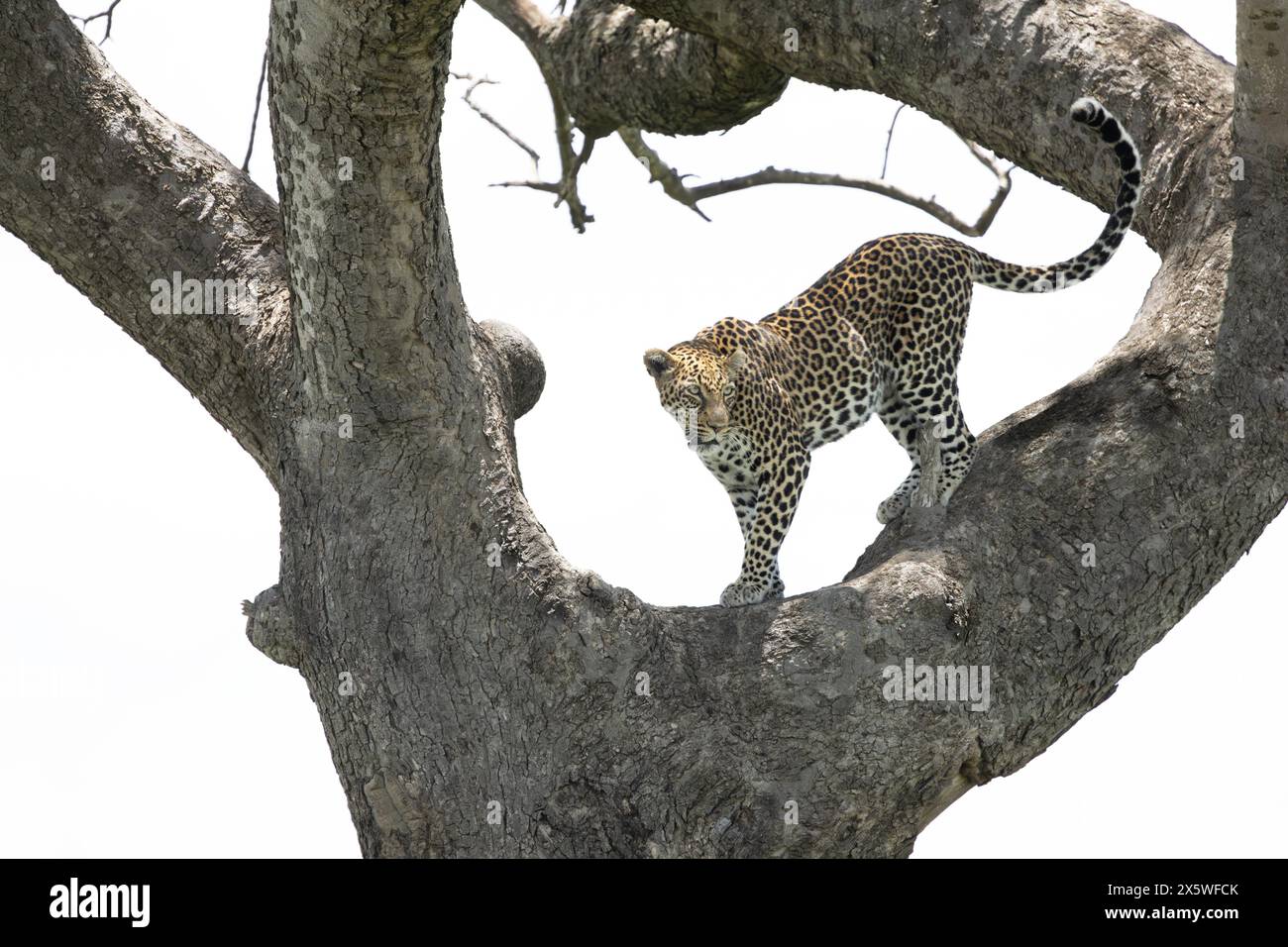 Female African leopard standing on a tree branch. Masai Mara Game Reserve, Kenya. Stock Photo