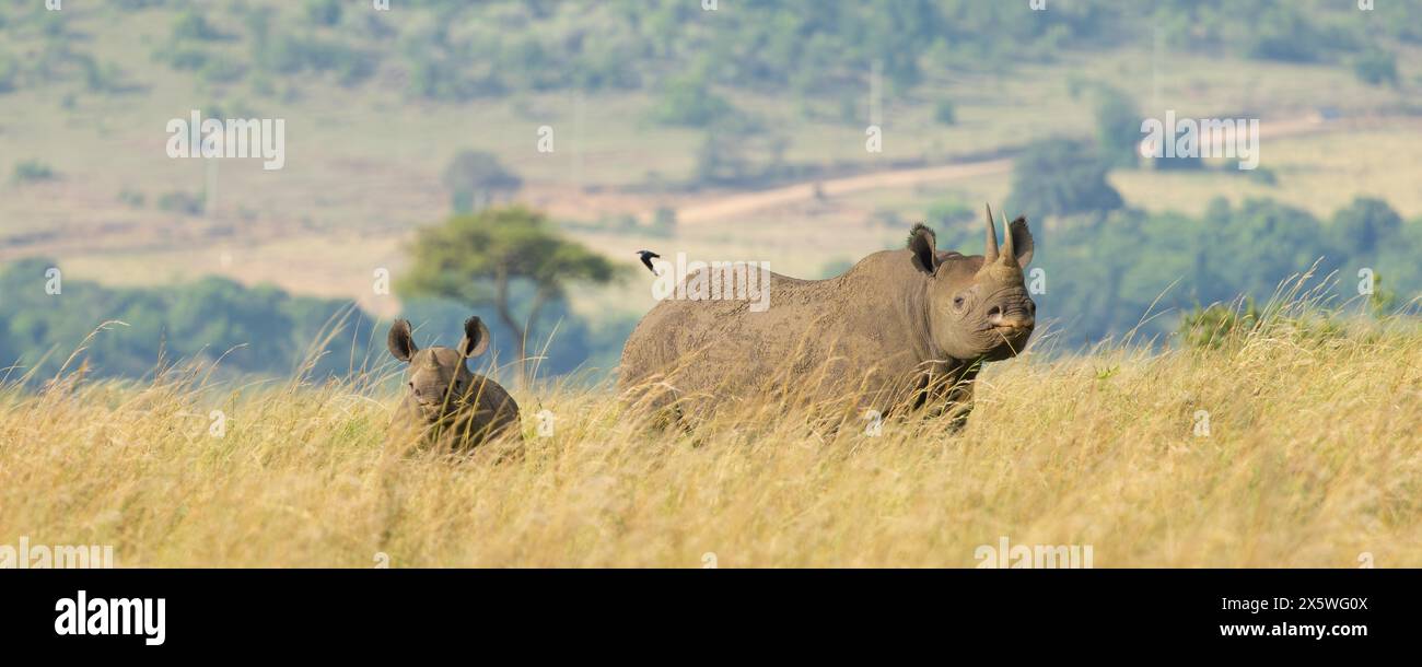 Black Rhinoceros Stock Photo