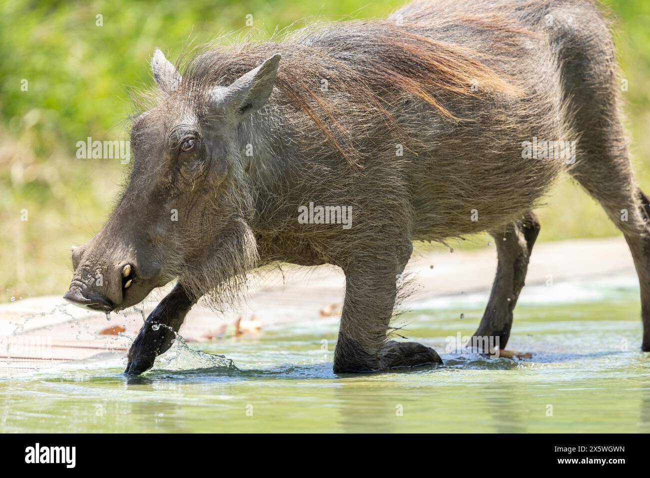Common Warthog Stock Photo
