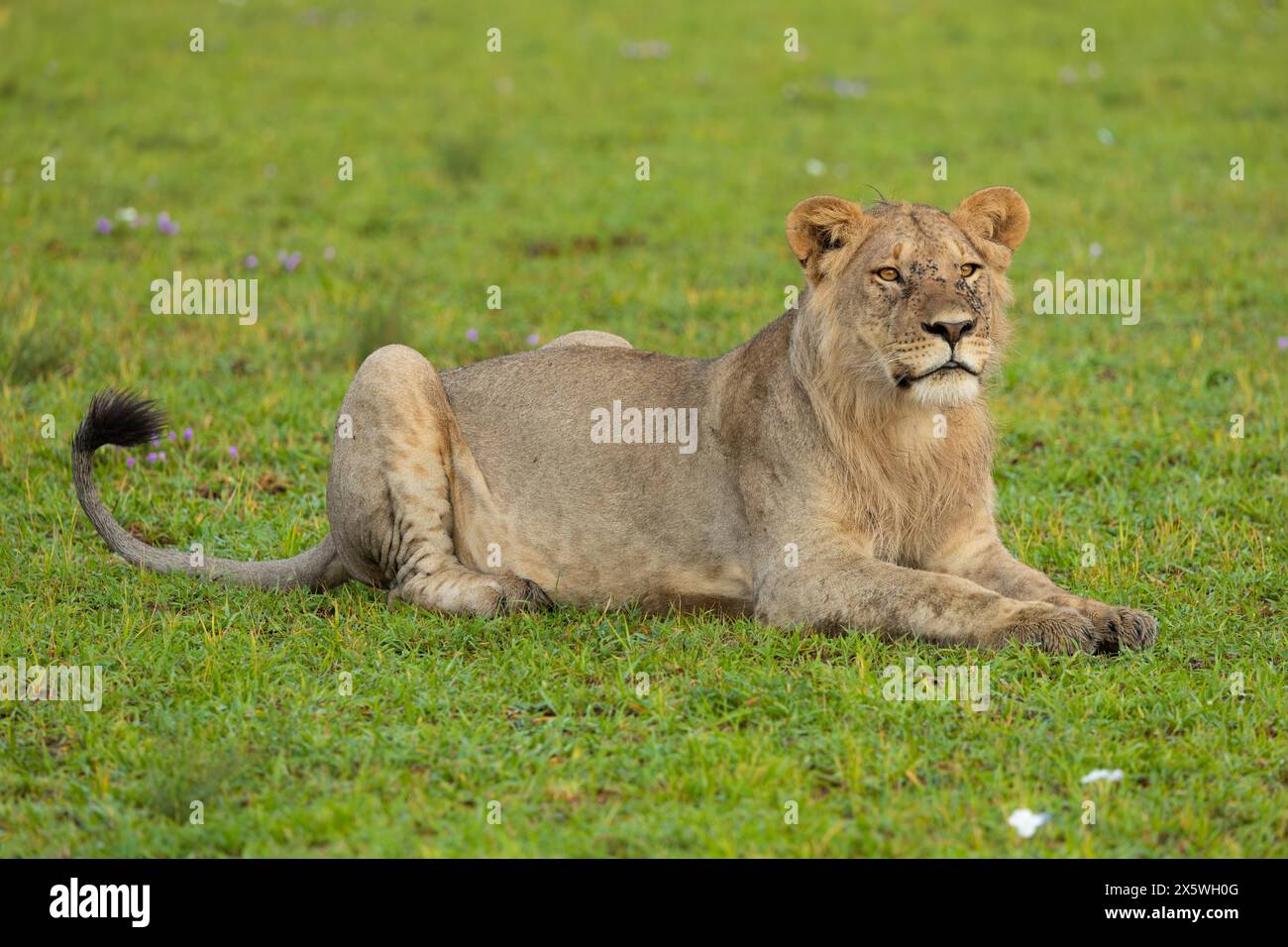 Male lion big cat hi-res stock photography and images - Alamy